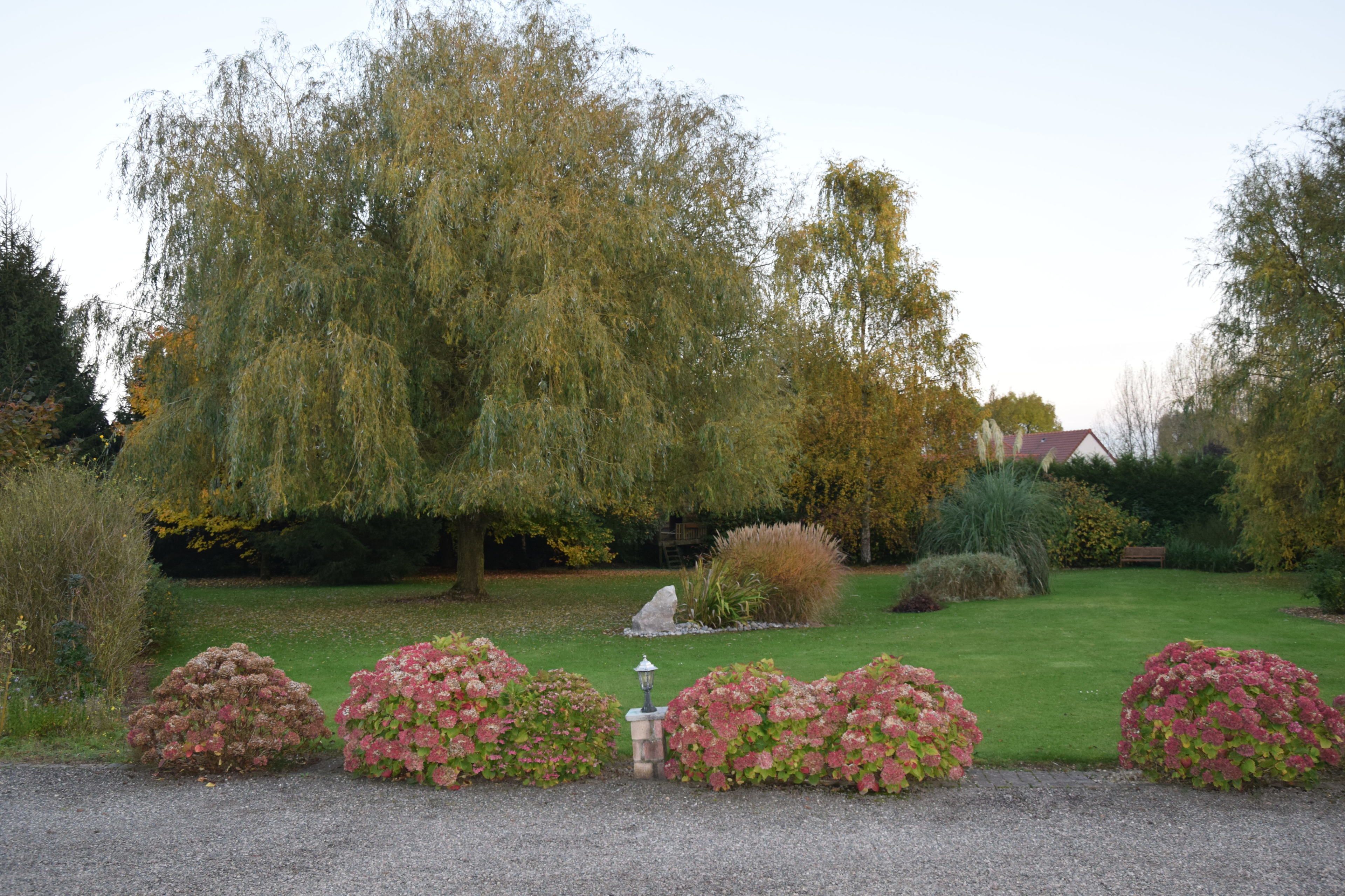 A well-maintained garden with a variety of shrubs and a large tree.