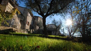A grassy area with a large tree and a building with a stone facade. - Ostello Bello Assisi Bevagna (Bevagna)