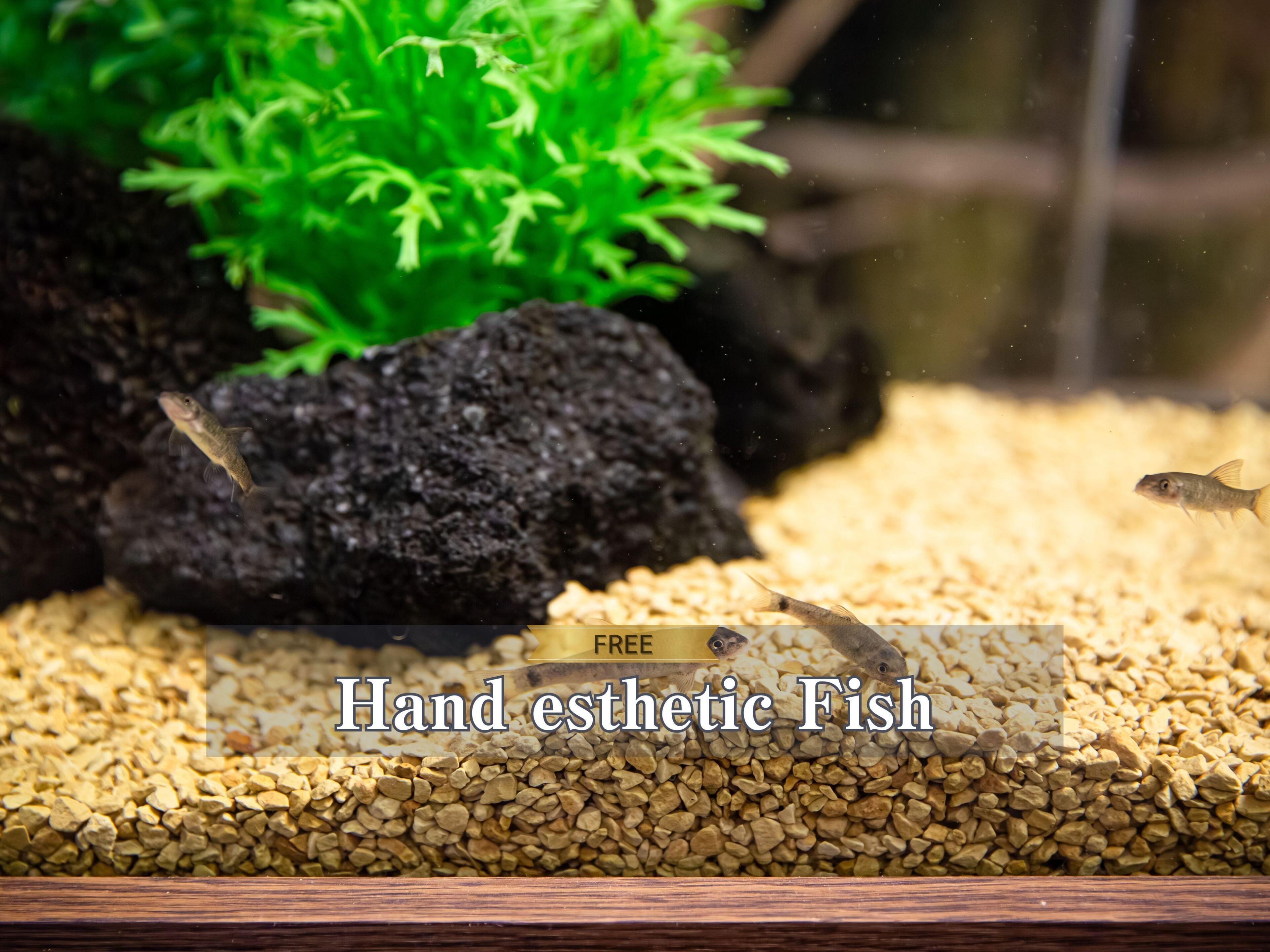 Um aquário com a etiqueta 'Hand esthetic Fish' e diversos peixes.