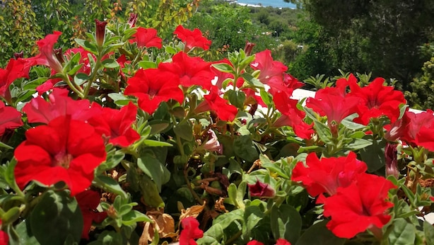 Ein Garten mit roten Blumen und Blick auf das Meer und die Berge im Hintergrund.