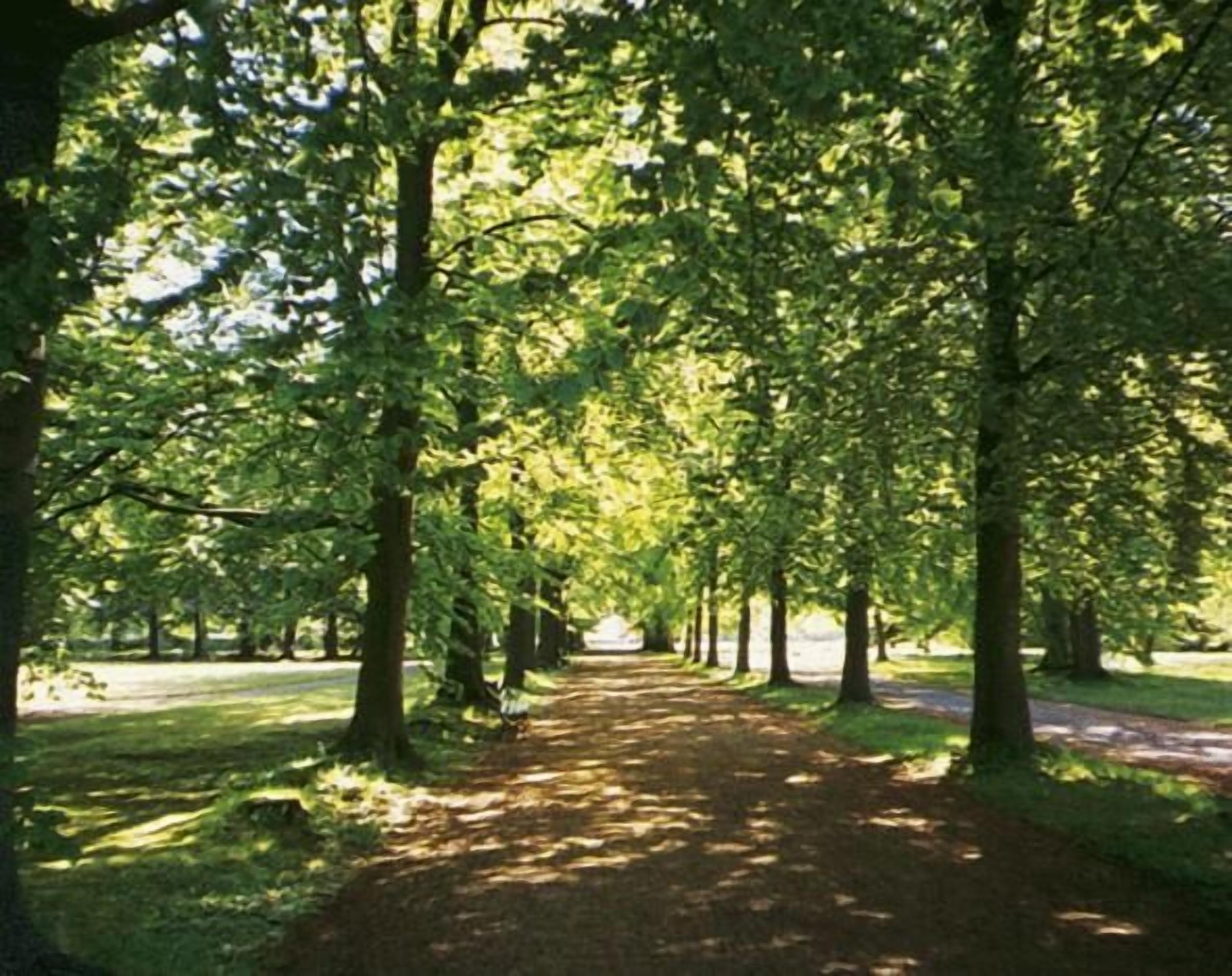 A tree-lined pathway in a park.