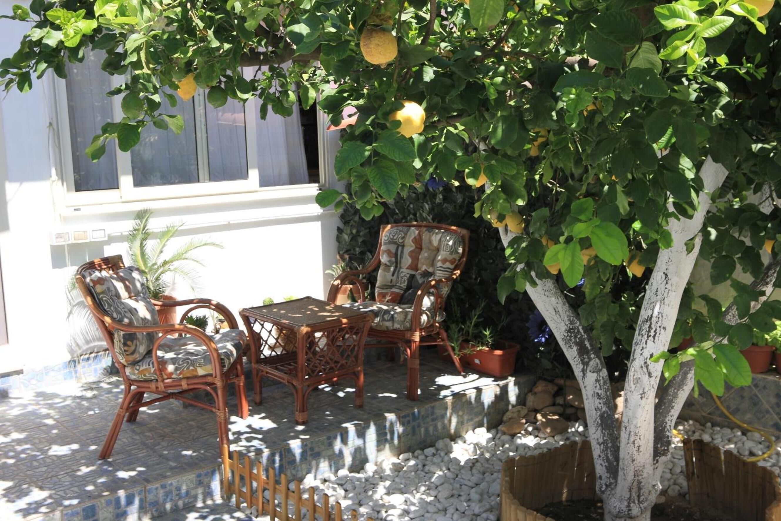 Un área de estar al aire libre con mobiliario de mimbre y un árbol con frutos amarillos.