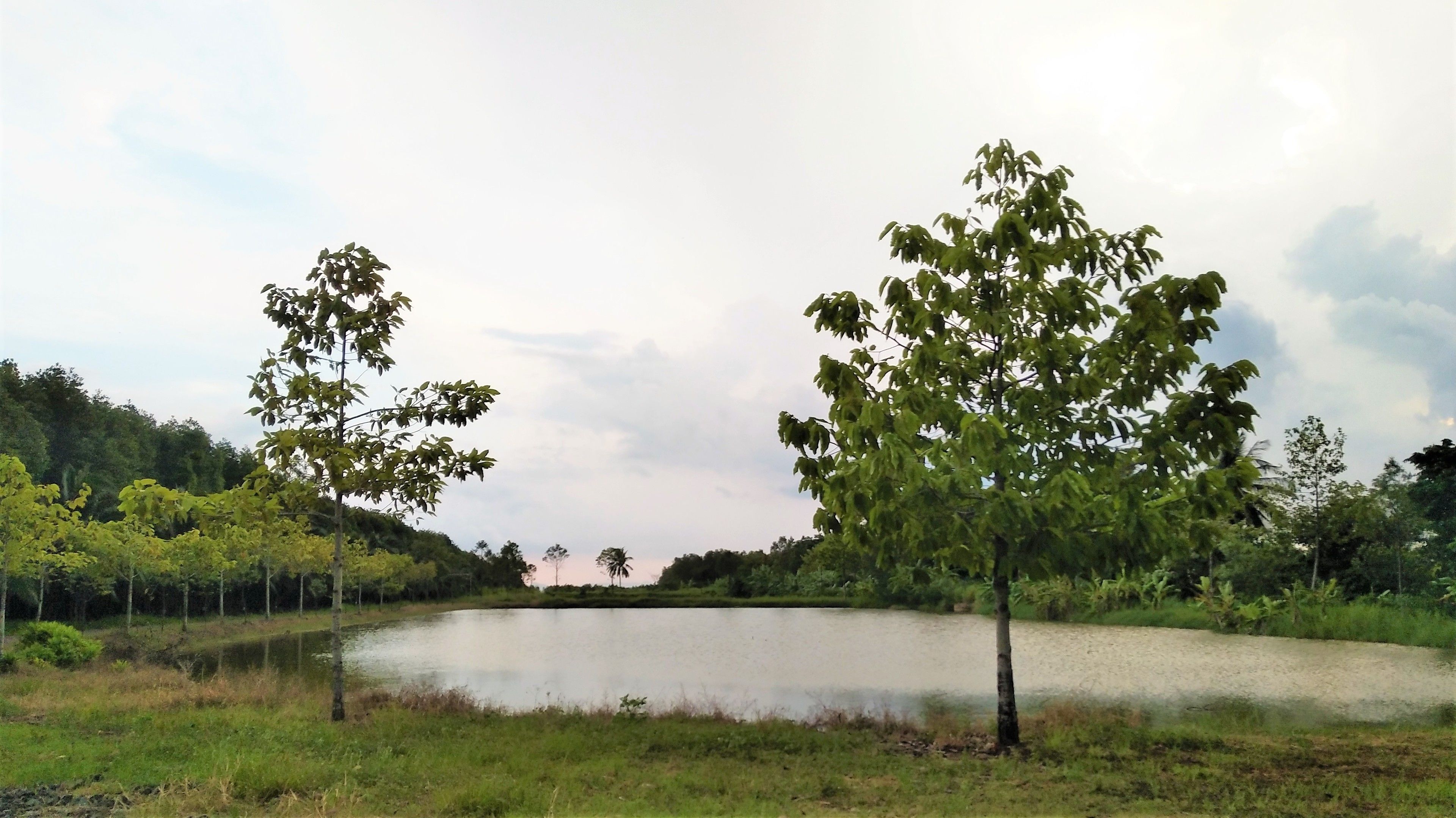 A serene lake surrounded by trees and a grassy area.