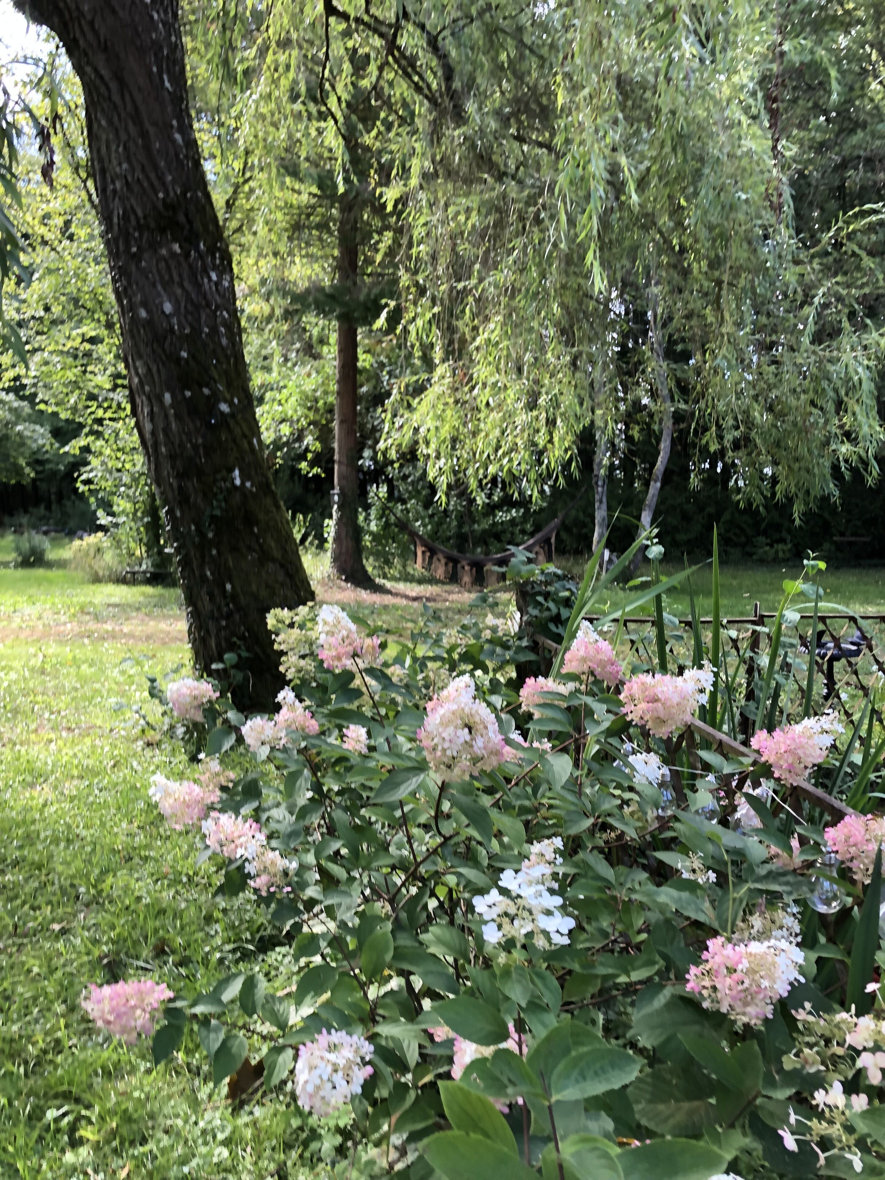 A garden with hydrangea bushes and a hammock.