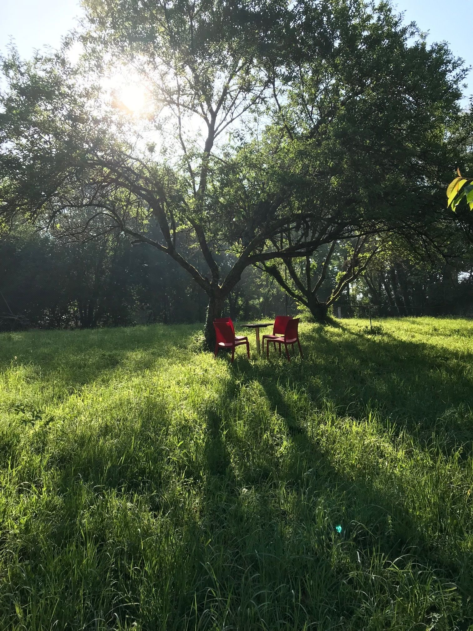 A grassy outdoor area with two red chairs under a tree.