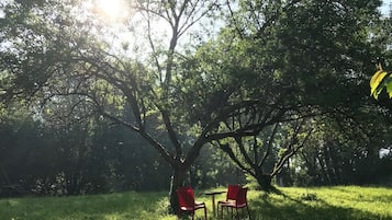 A grassy outdoor area with two red chairs under a tree.