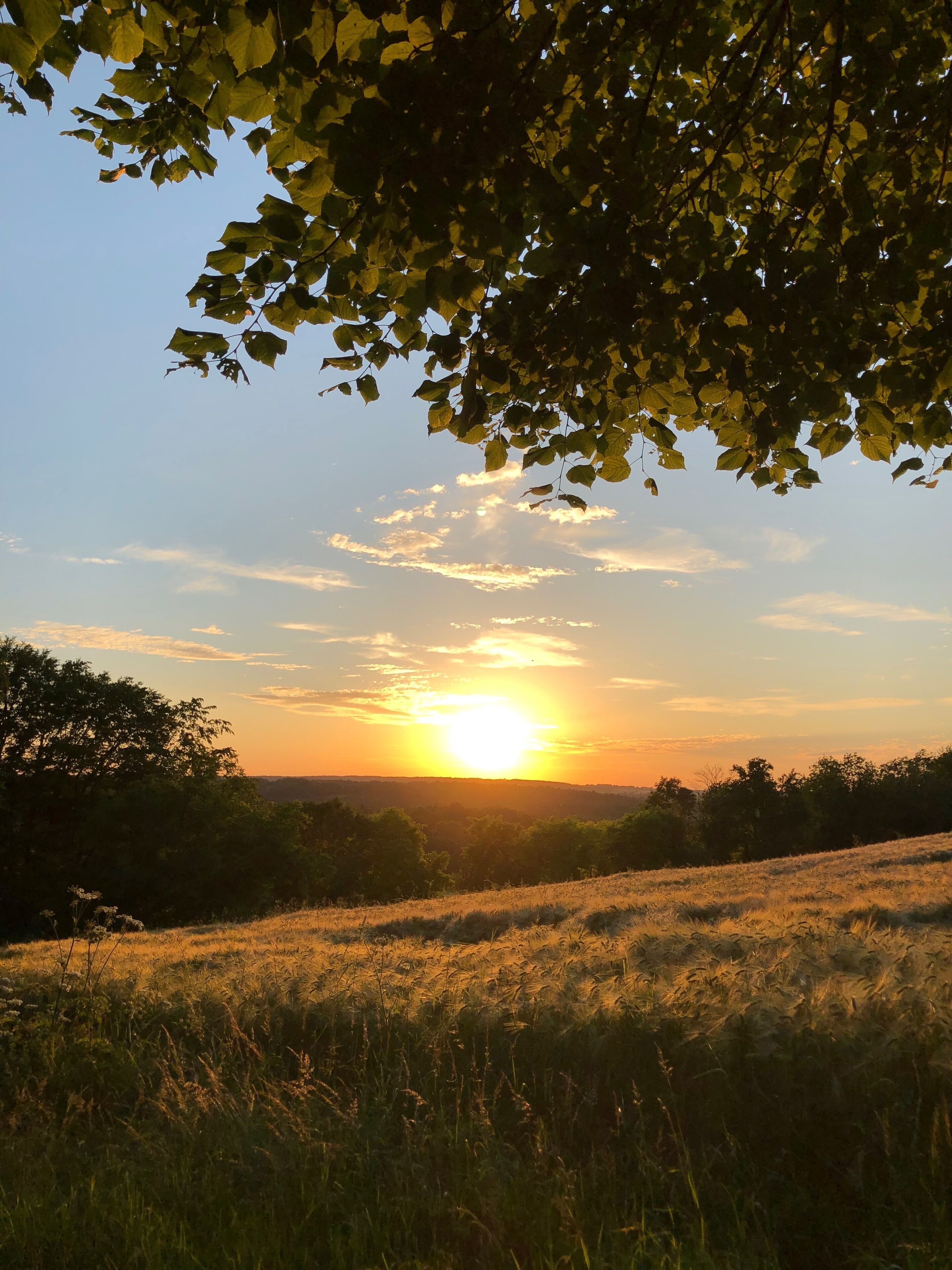 Un coucher de soleil sur un champ herbeux, avec des arbres au premier plan.