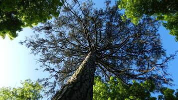 Un árbol alto con una vista despejada de sus ramas y hojas contra un cielo azul.