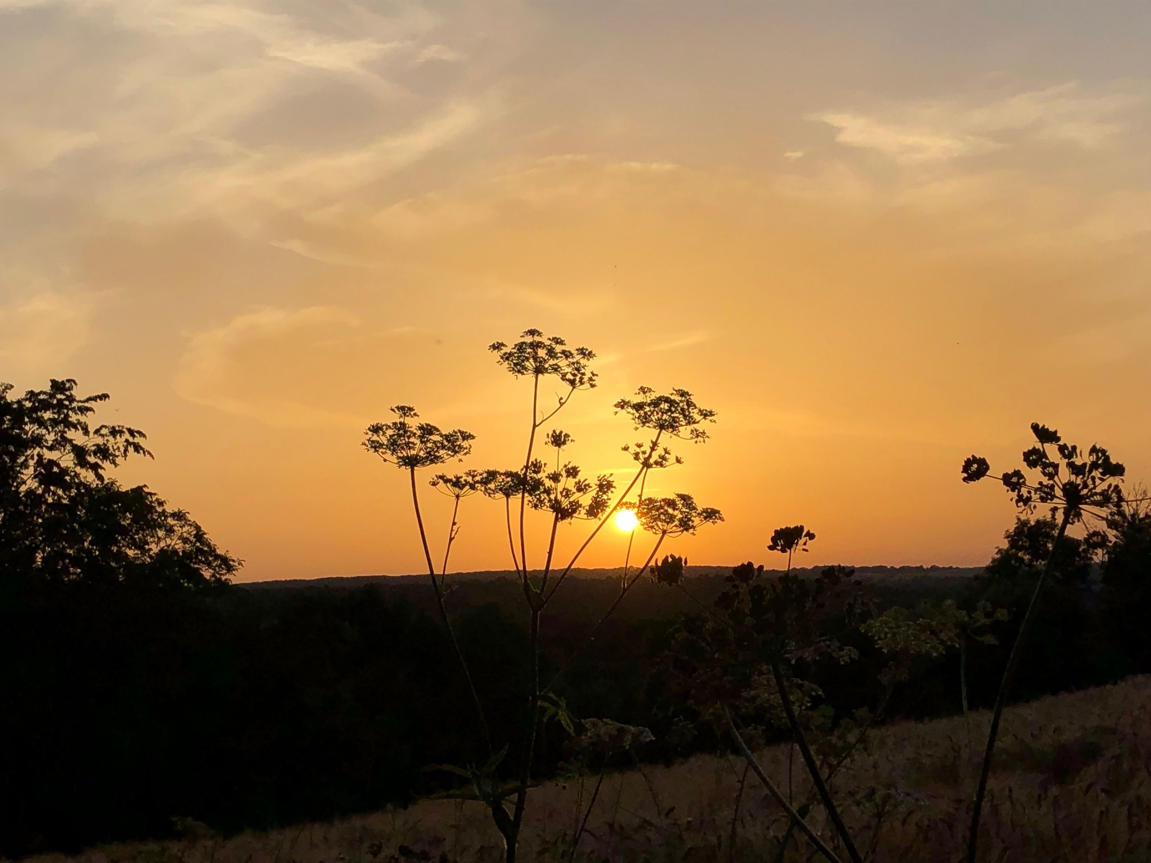Un atardecer sobre un paisaje con siluetas de plantas y árboles.