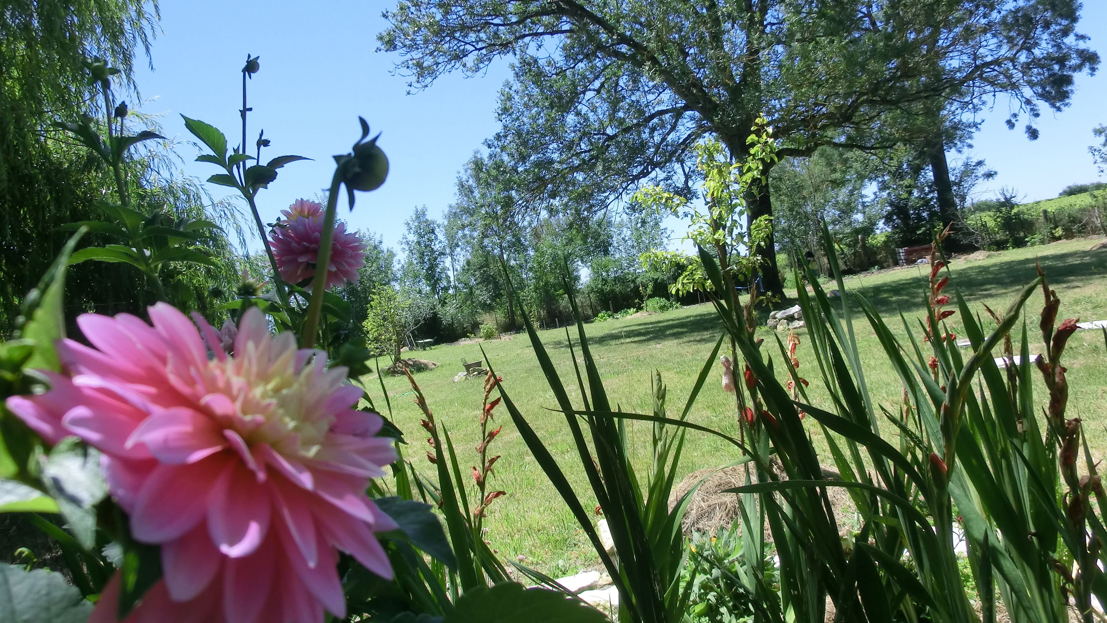 Un jardin où l’on trouve une variété de plantes et de fleurs, notamment des dahlias roses et des fleurs rouges, avec une pelouse verdoyante et des arbres en arrière-plan.