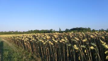 Un campo de plantas altas con cielo despejado.