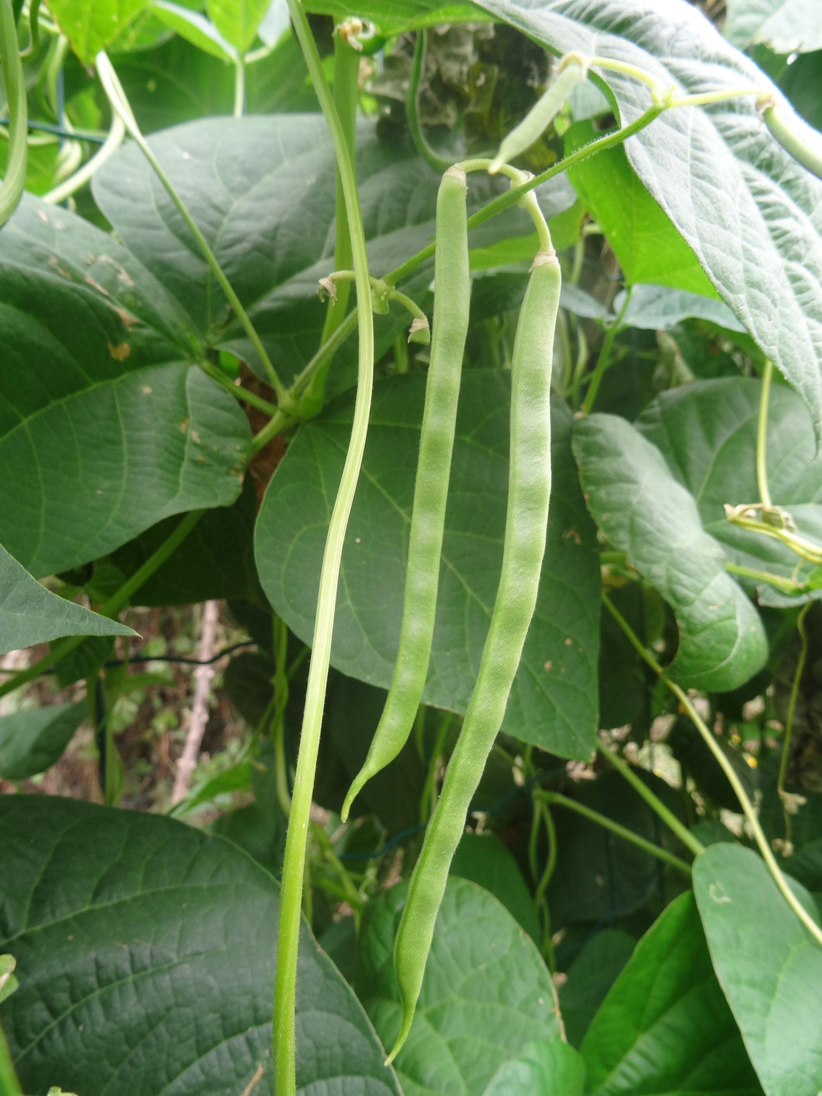 Gros plan sur des gousses de haricots verts qui poussent sur une plante aux grandes feuilles vertes.