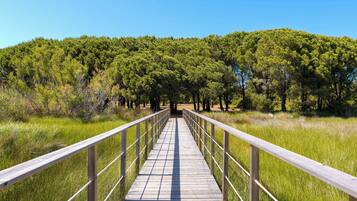 Une promenade en bois traverse une zone boisée, et le ciel est dégagé au-dessus.