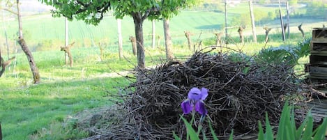 Um cenário rústico ao ar livre com um banco de madeira, uma árvore e um ninho feito de gravetos.