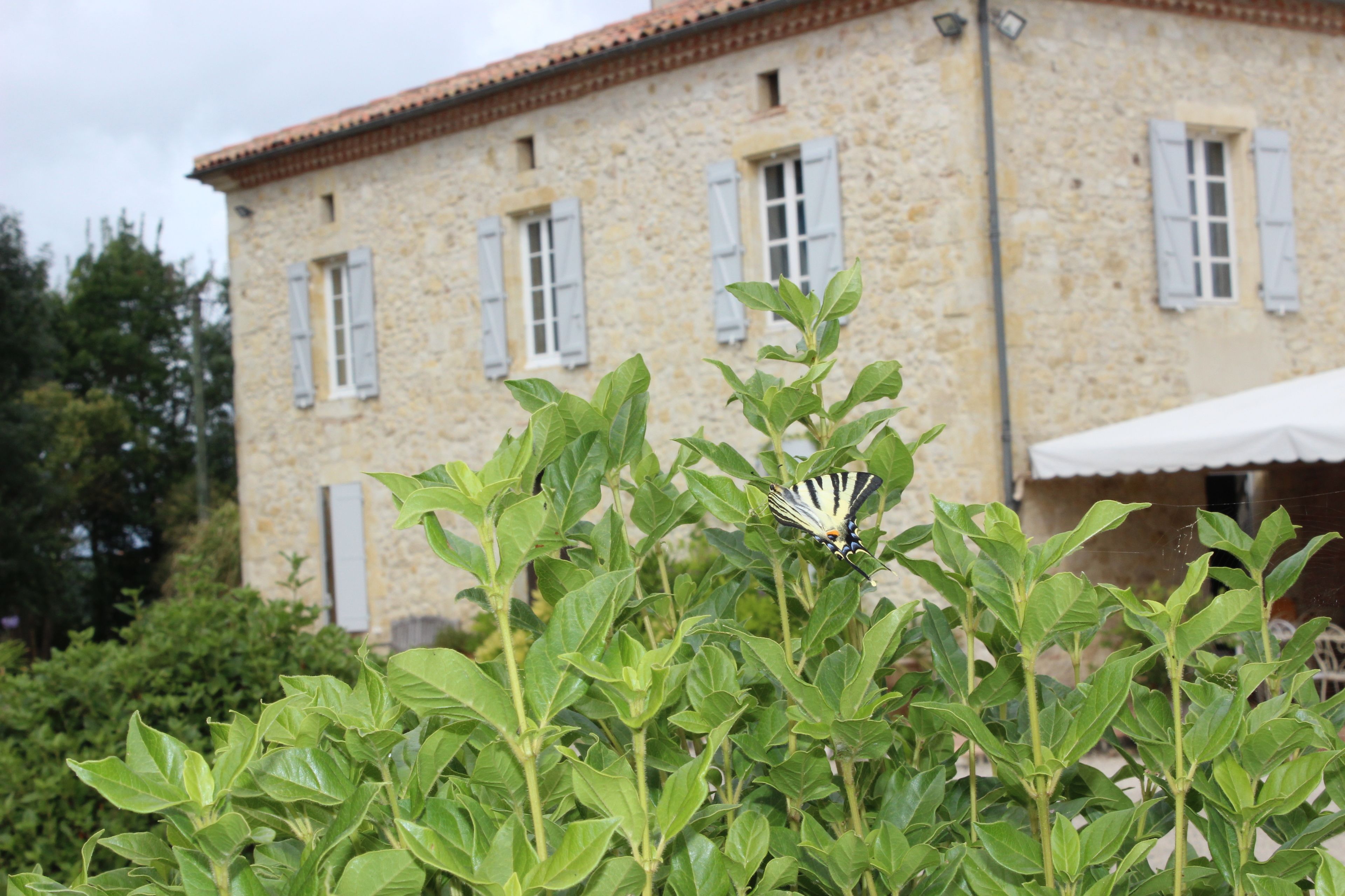 A stone building with shutters, a butterfly on foliage, and a clear sky.