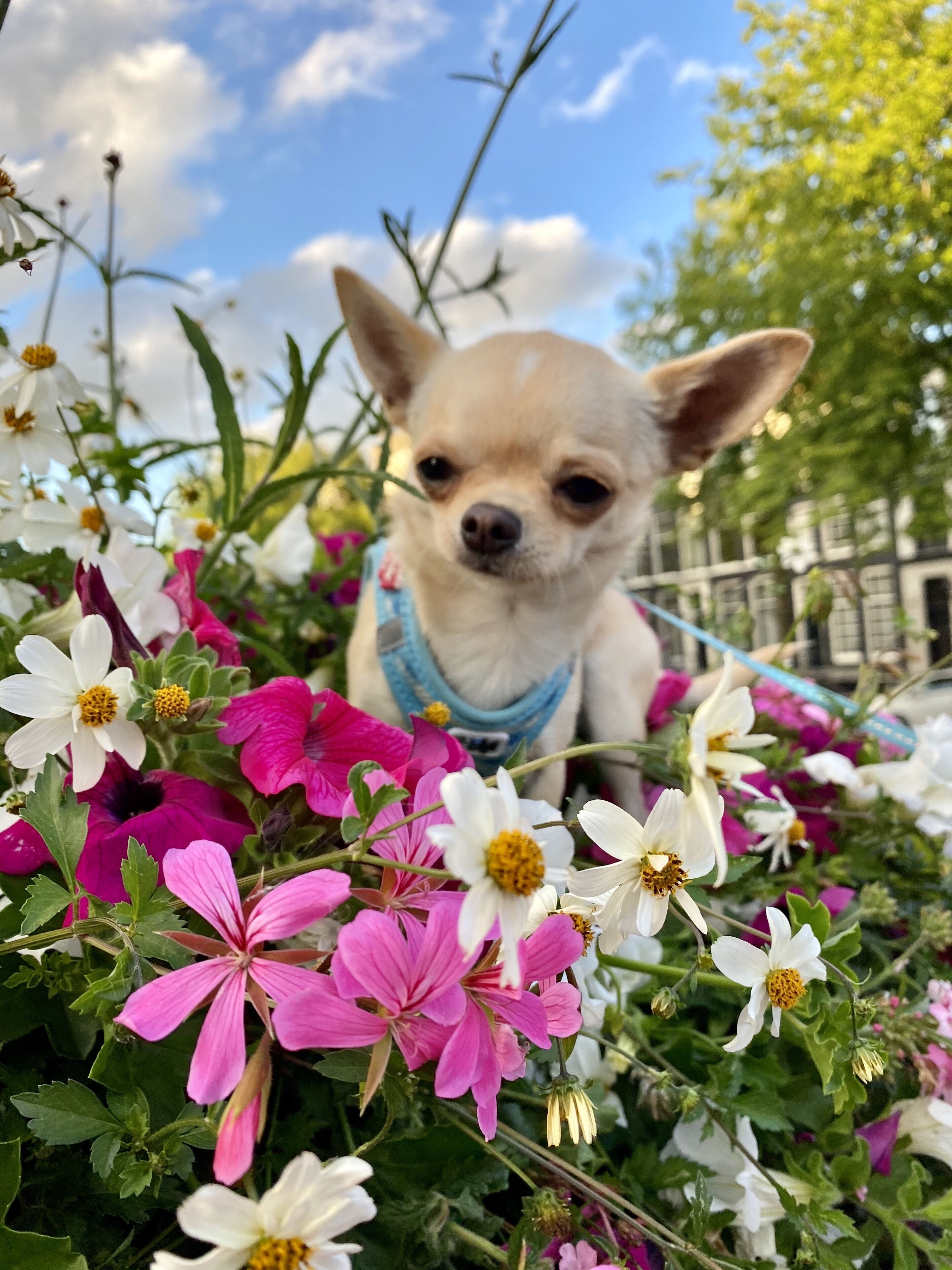 Foto - Amsterdam Barangay