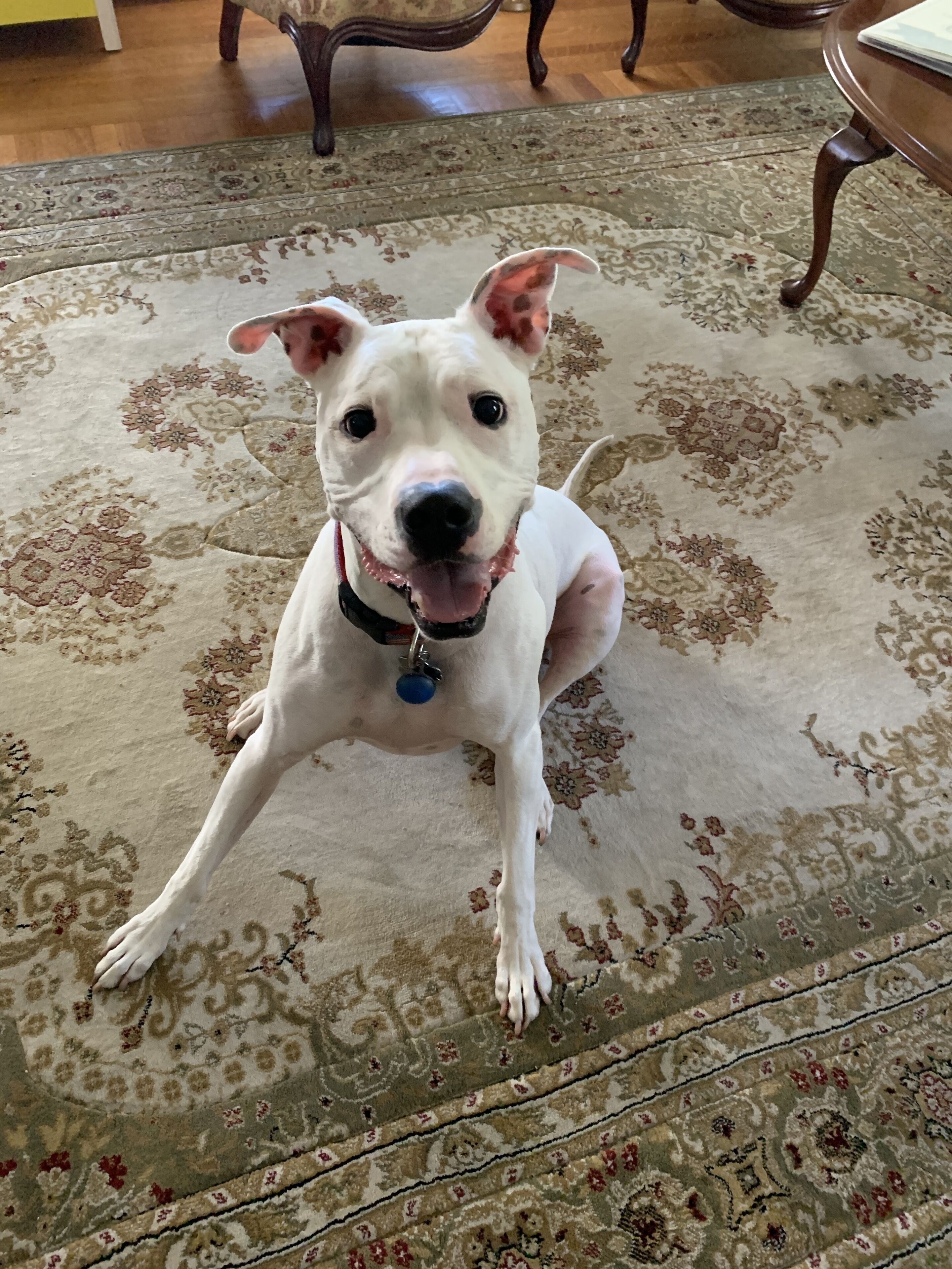 A white dog sitting on a patterned rug in a room with wooden furniture.
