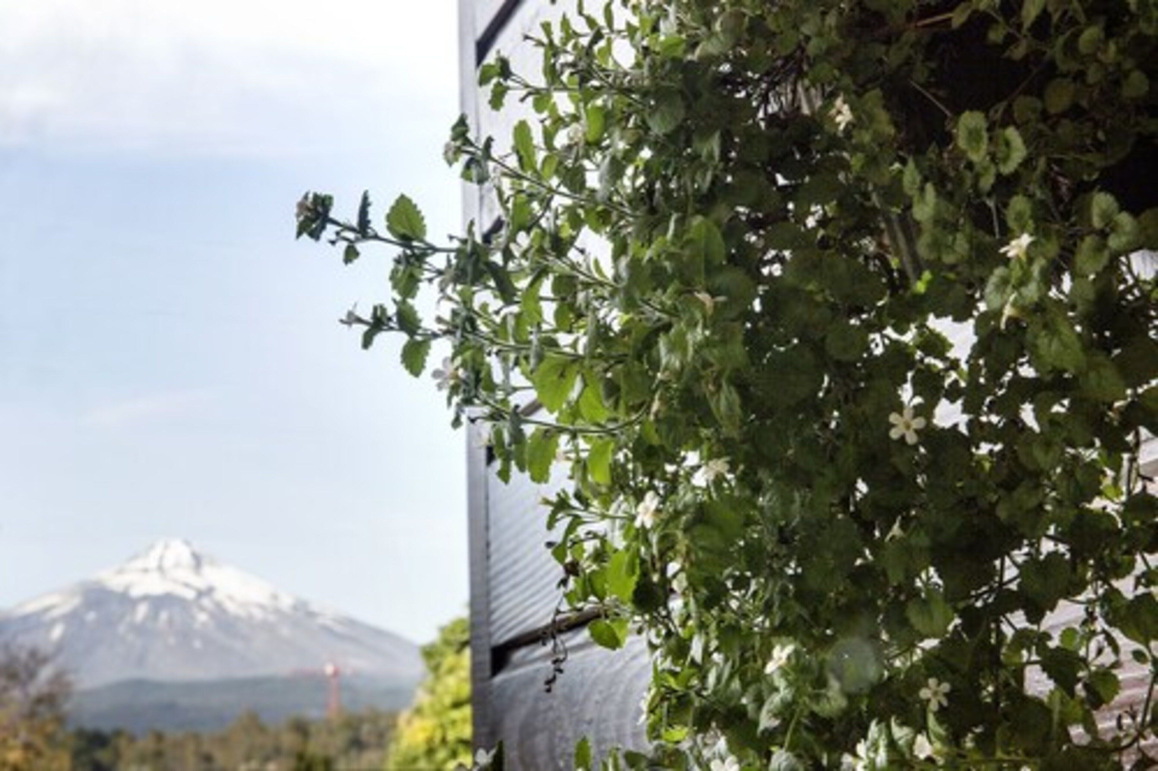 business double room, 1 king bed, accessible | mountain view