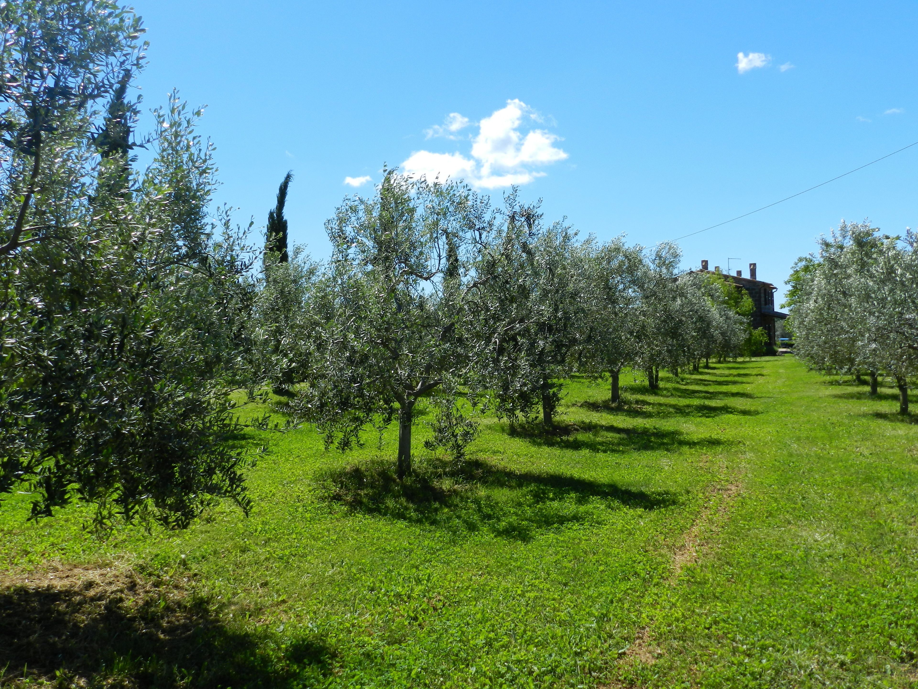 Un frutteto con filari di alberi, un sentiero erboso e un edificio sullo sfondo.
