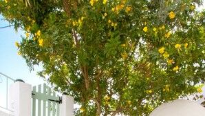 Un bâtiment blanc avec une porte verte, un escalier et un arbre aux fleurs jaunes.