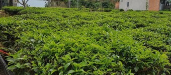 วิลล่าเซน