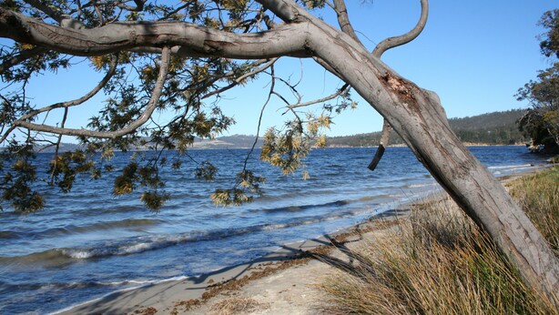 A beach with a fallen tree, clear blue water, and a distant shoreline. - Snug Beach Cabin And Caravan Park (Snug)