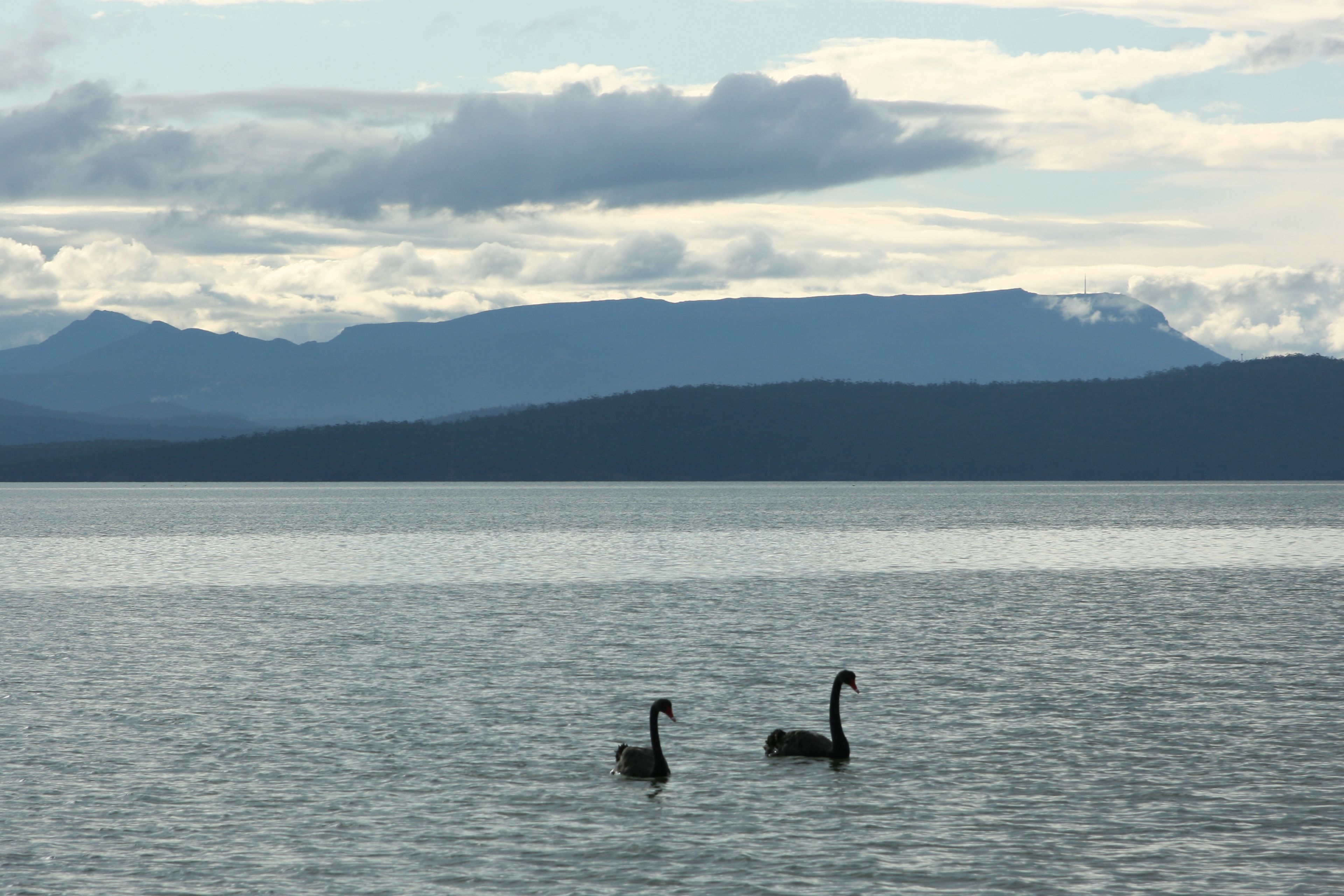 A lake with two swans swimming, mountains in the background, and a cloudy sky.
