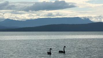 A lake with two swans swimming, mountains in the background, and a cloudy sky.