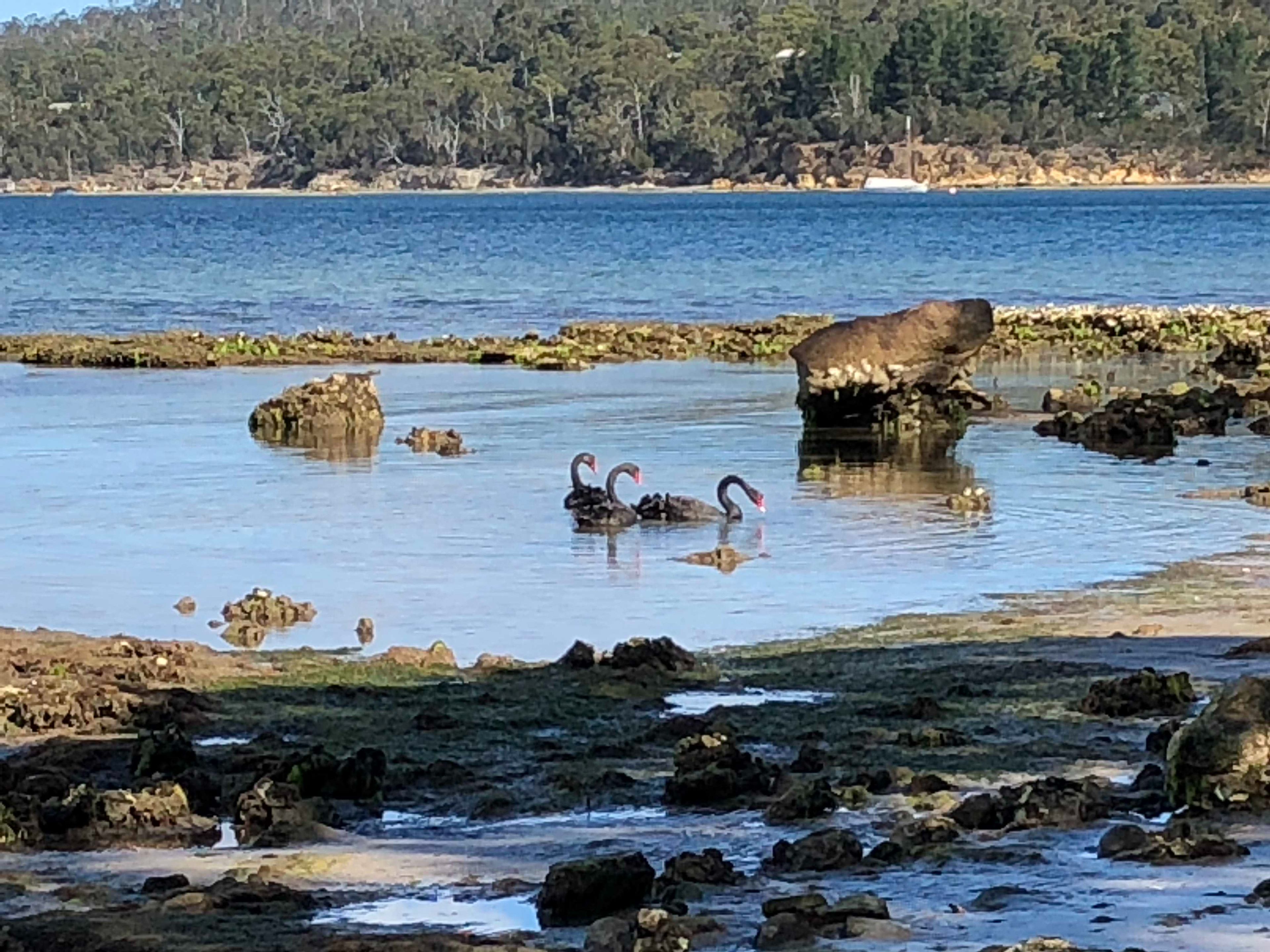 A coastal scene with a rocky shoreline, calm water, and a forested background.