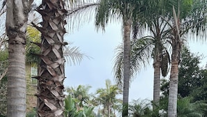 A garden with palm trees, a concrete planter with frogs, and a building in the background. - Legoland Beach 1.5mi canyon golf  Four Seasons Aviara Carlsbad-1/2 acre- (Carlsbad)