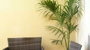 A corner seating area with wicker furniture and a large potted plant. - B&B A Due Passi (Otranto)