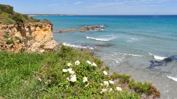 A coastal landscape with cliffs, clear blue sea, and white flowers. - B&B A Due Passi (Otranto)