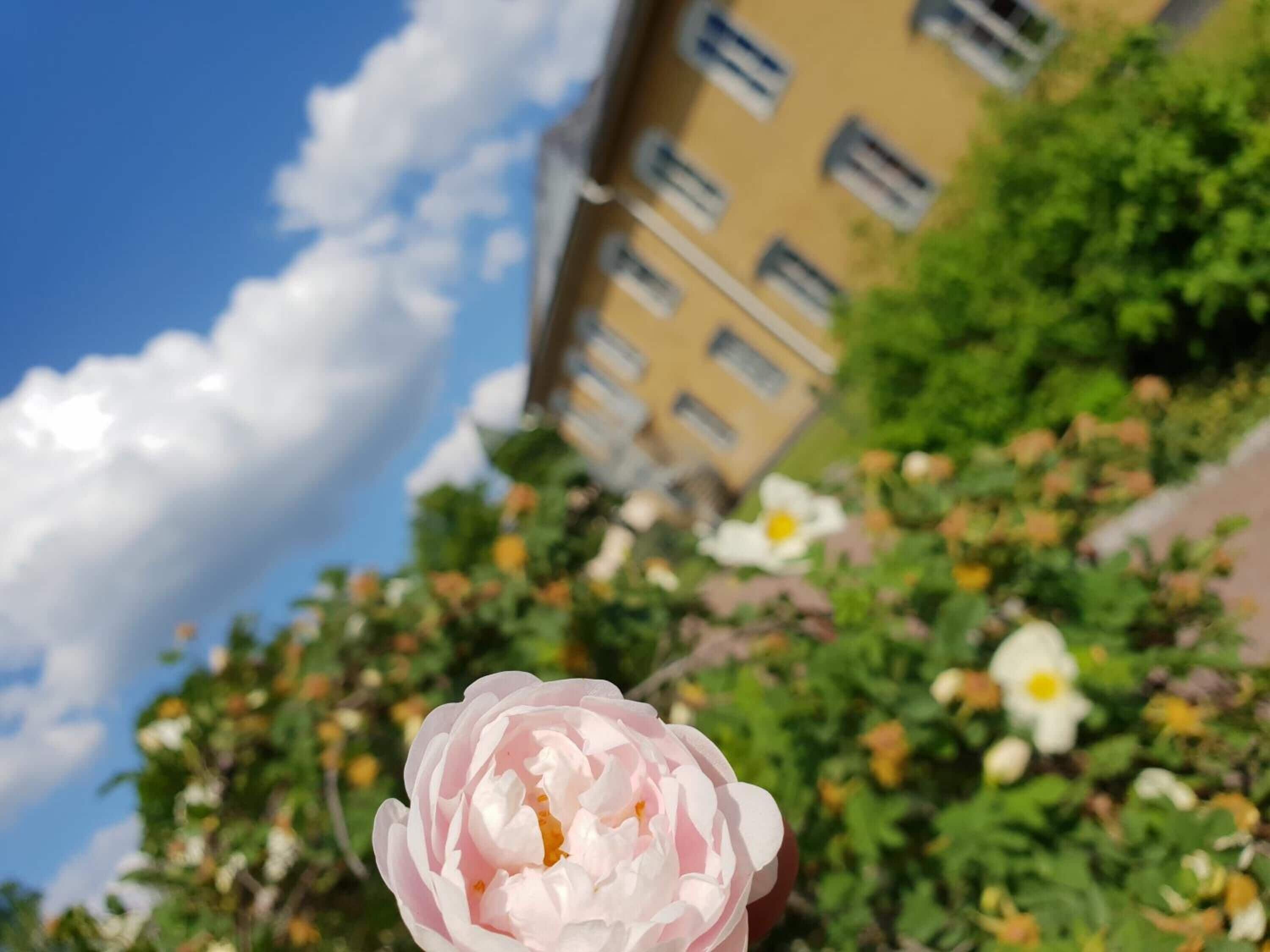 A close-up of a pink flower with a building and greenery in the background.