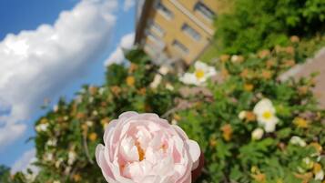 A close-up of a pink flower with a building and greenery in the background.