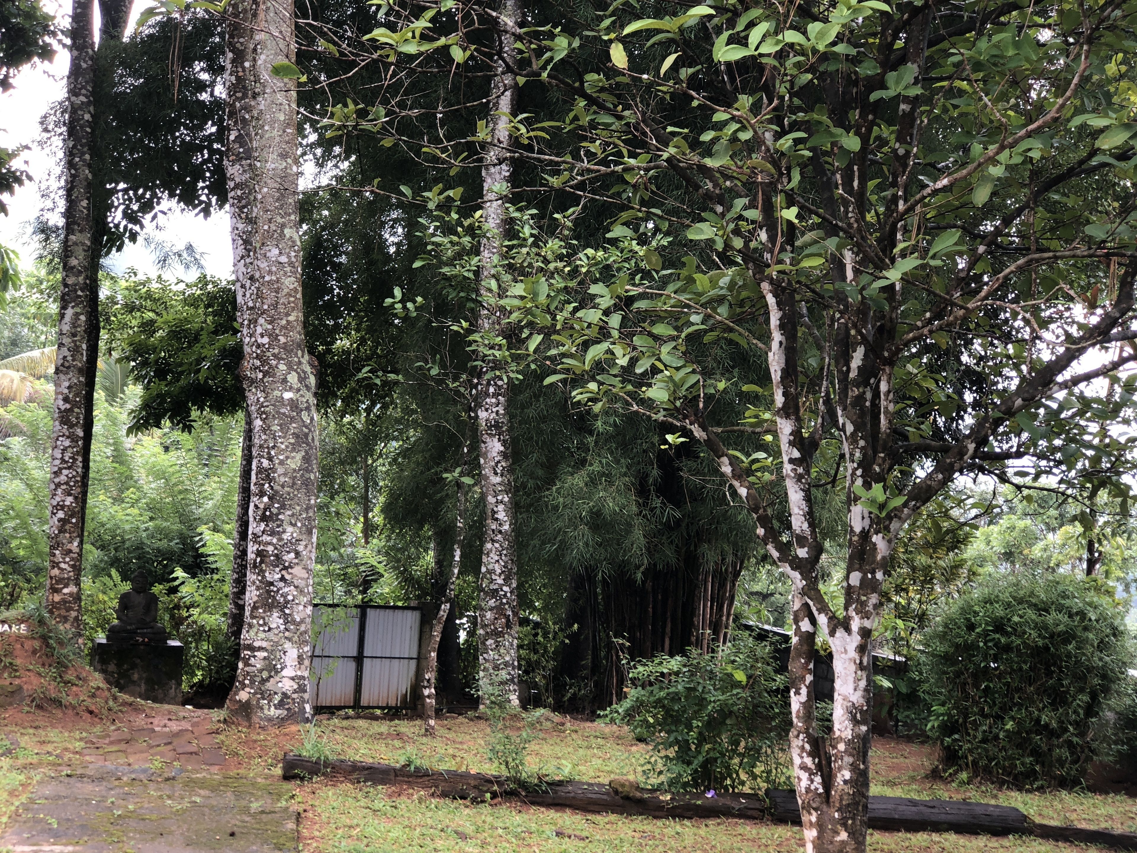 Un giardino tranquillo con alberi alti, una statua di Buddha e un cancello in metallo.