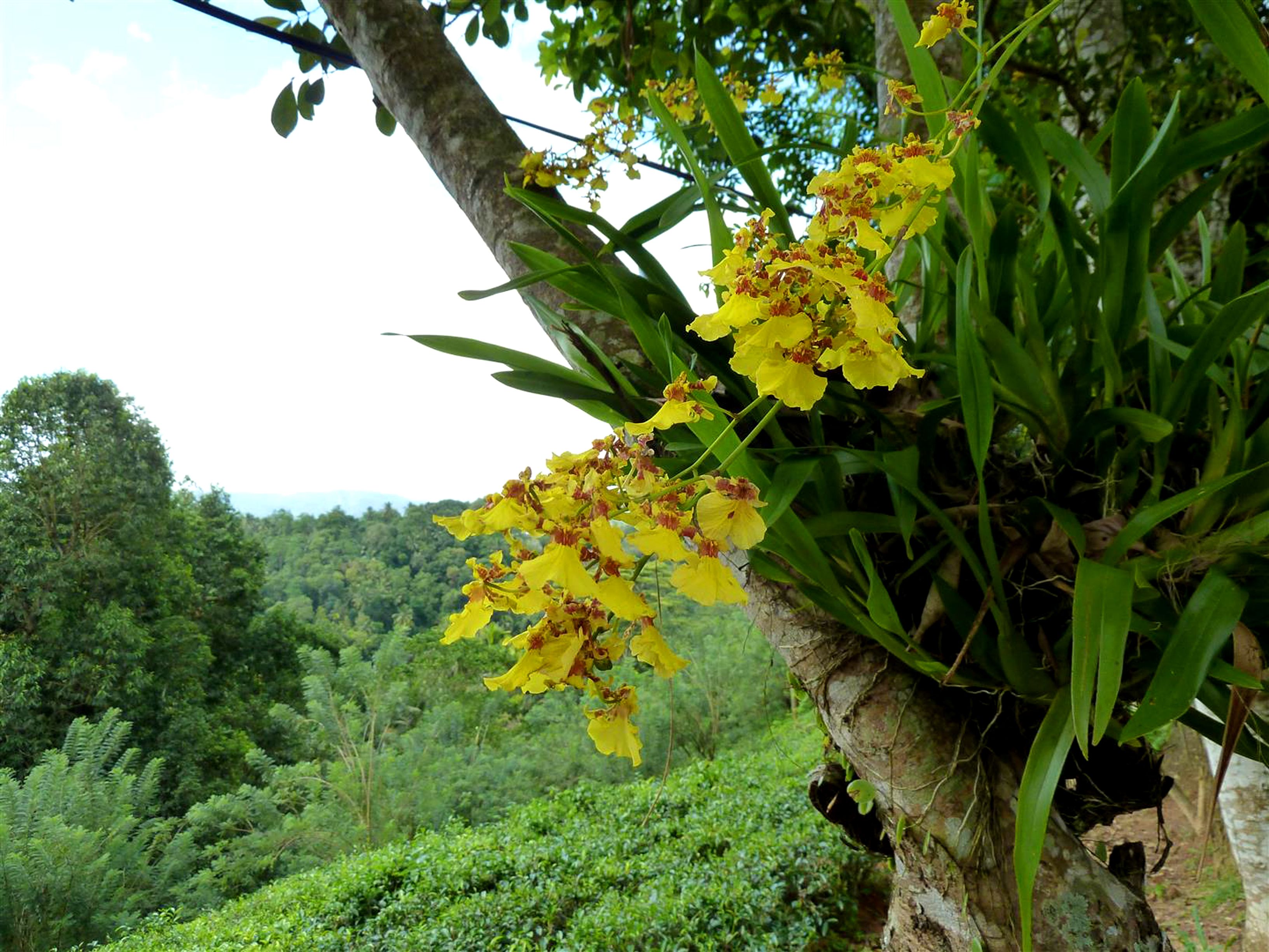 A lush green landscape with a tree bearing yellow flowers.