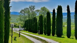 A pathway lined with tall, slender trees, leading to a white building with a black fence.