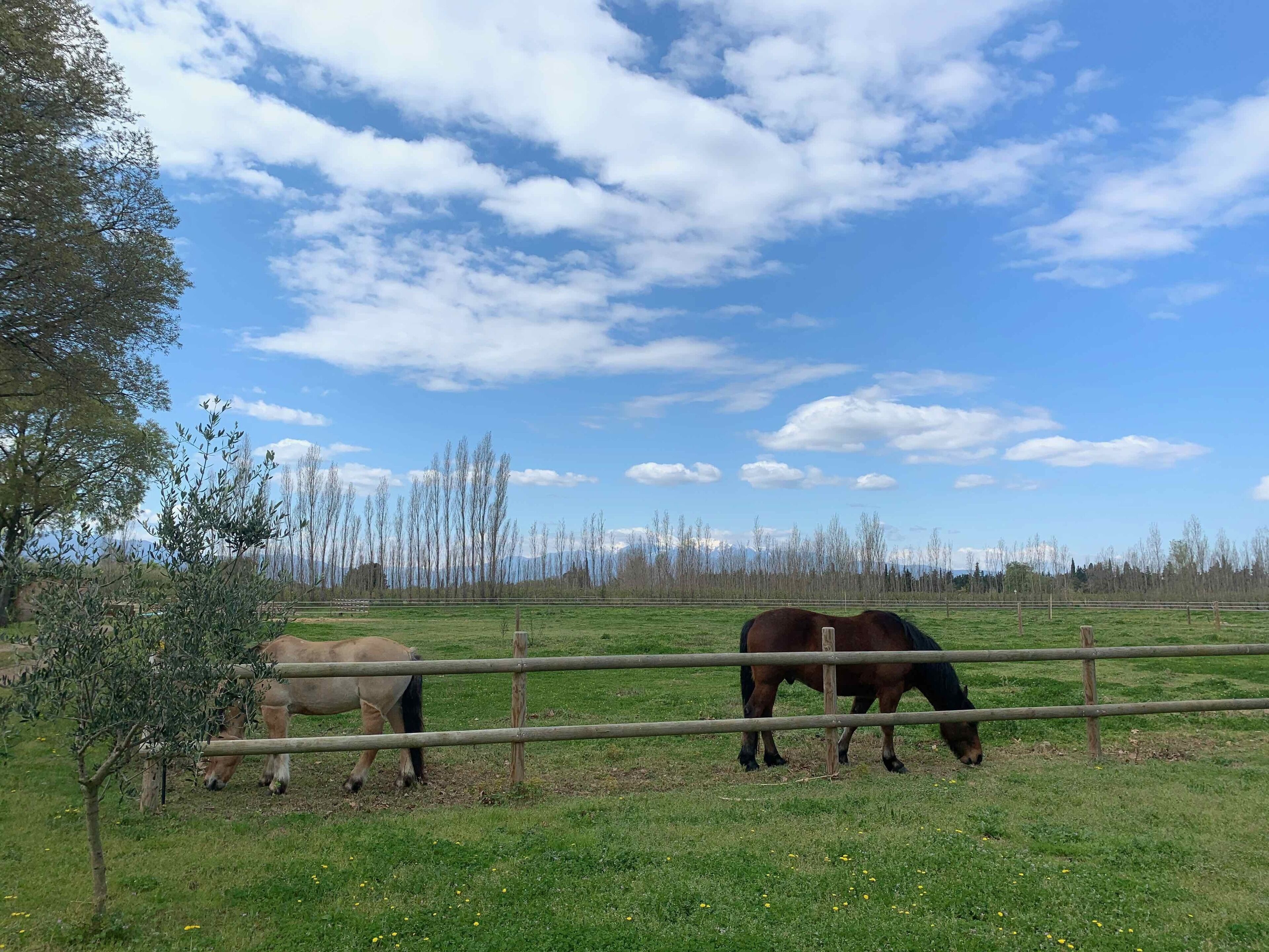 Un pastizal cercado con dos caballos pastando.