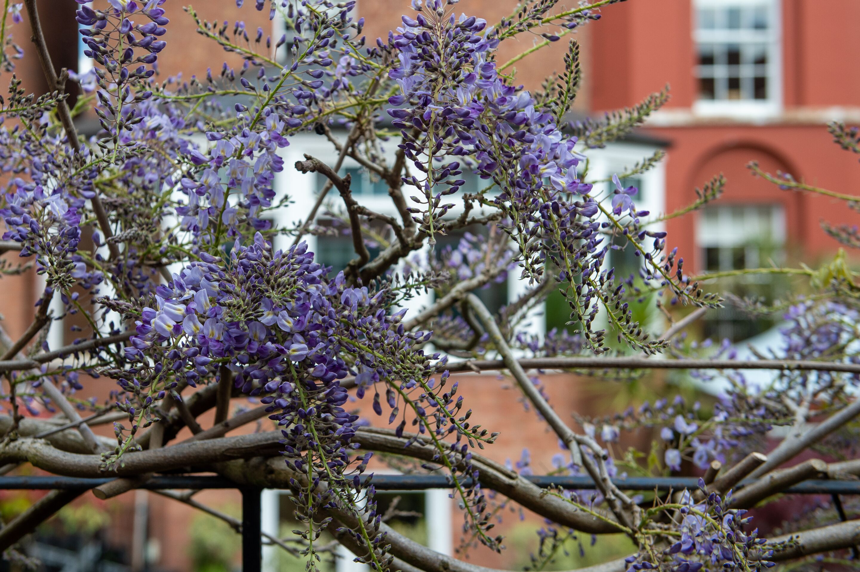 Un arbre aux fleurs violettes devant un bâtiment.