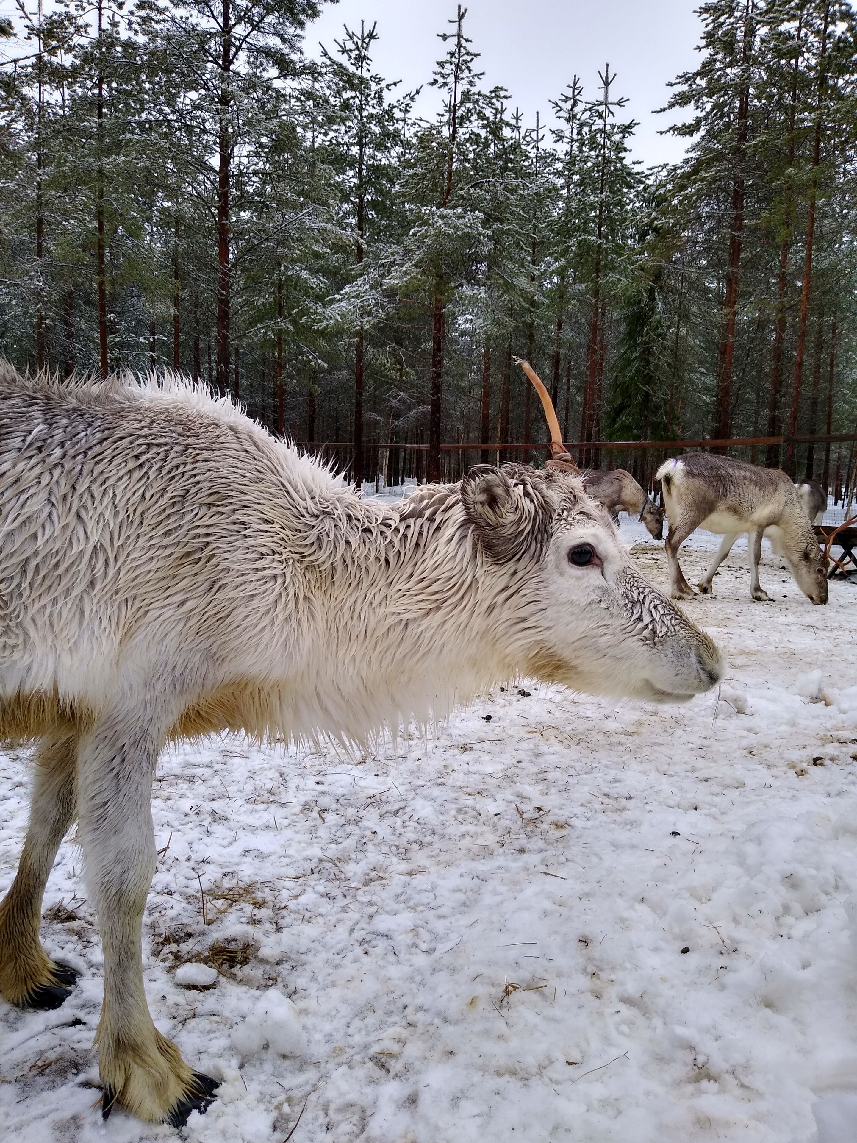 A snowy forest with a large animal, possibly a moose, in the foreground.