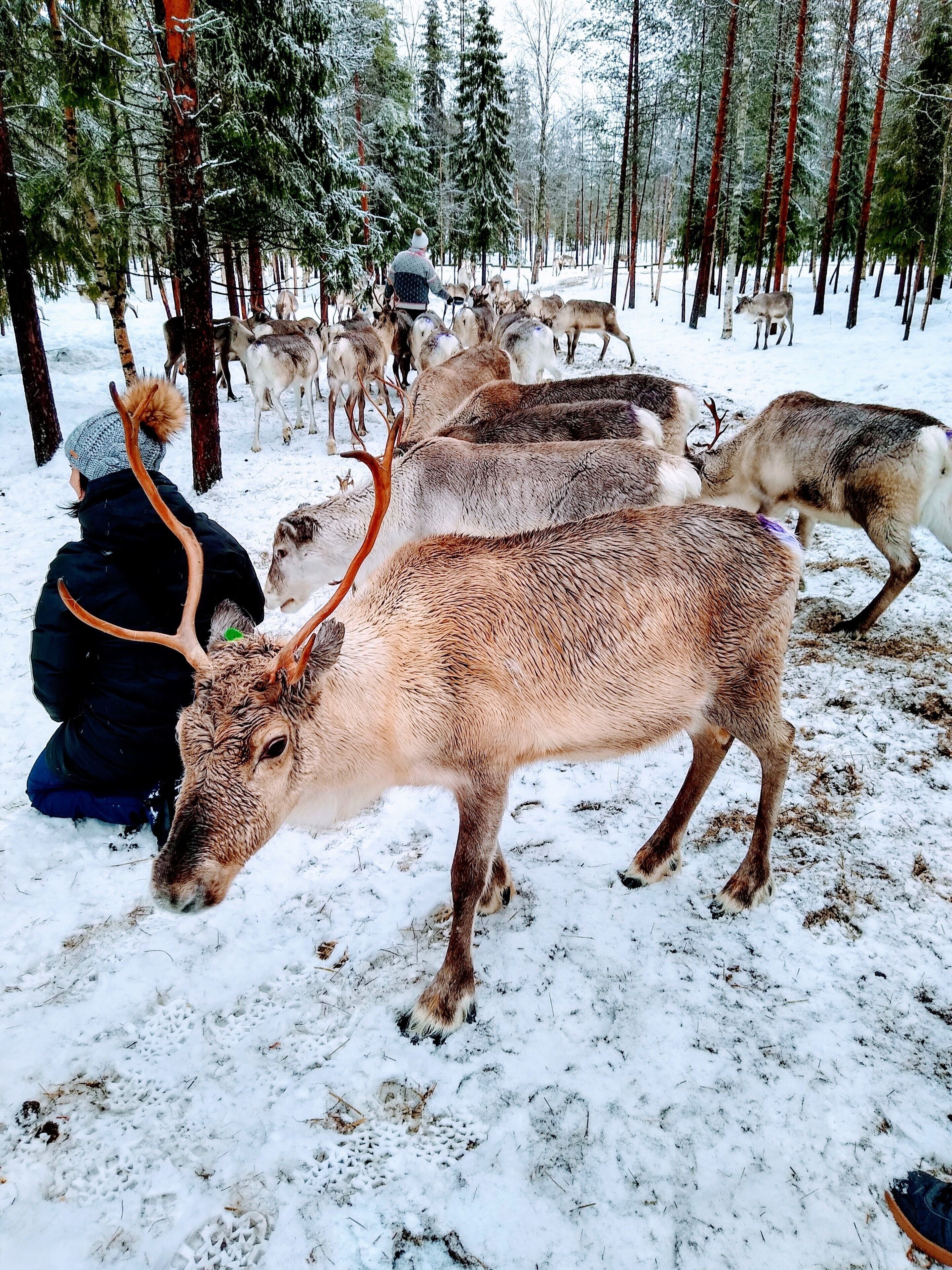 Foto - Arctic Guesthouse & Igloos