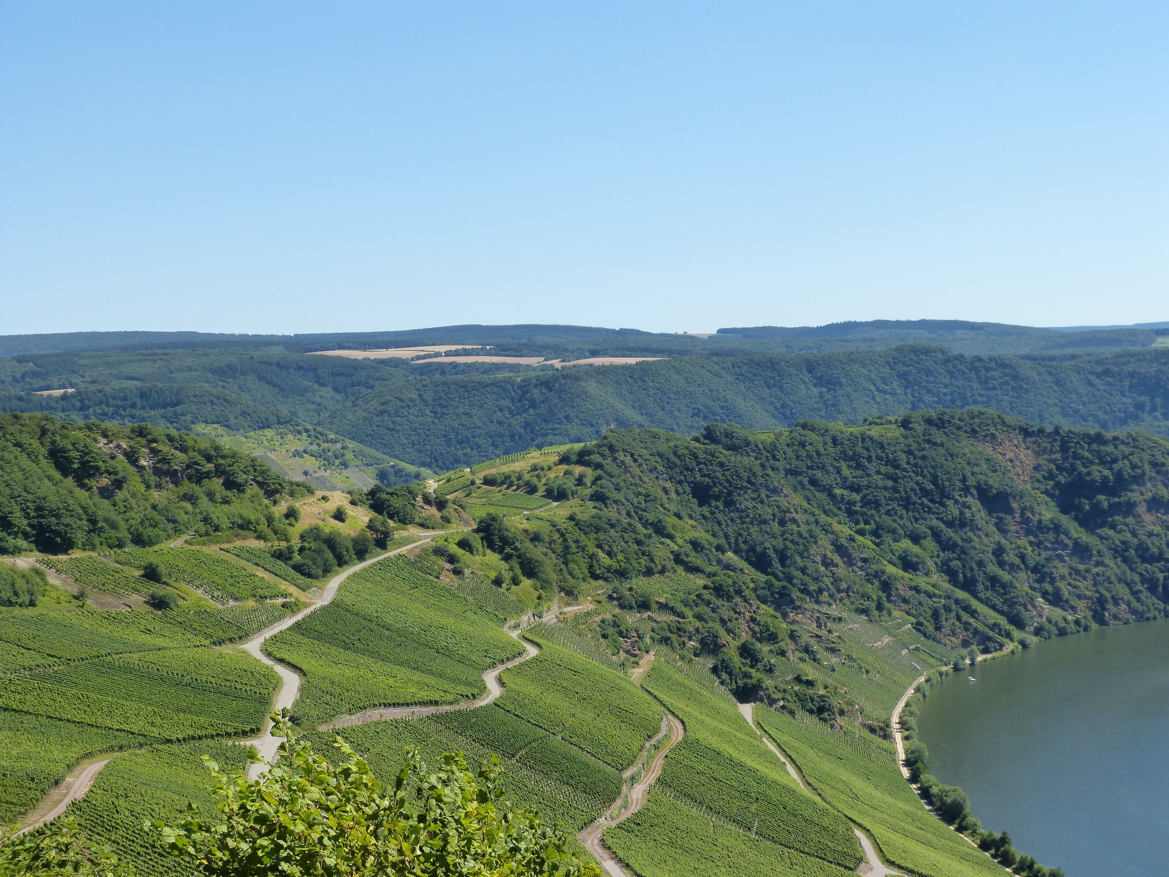 A vineyard landscape with terraced fields and a river.
