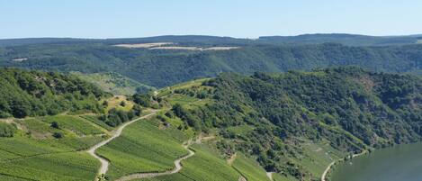 A vineyard landscape with terraced fields and a river.