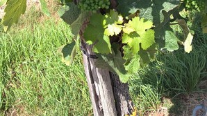 A vineyard with large green leaves and clusters of unripe grapes. - Hotel zur Brücke (Minheim)