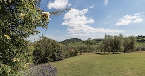 A grassy field with trees and a clear sky. - B&B Villa San Bartolomeo (Montepulciano)