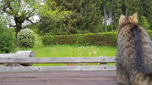 Un banco de madera en un parque, con un gato sentado encima, rodeado de follaje y árboles.