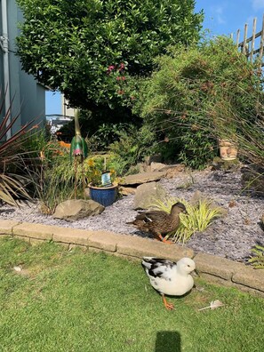 Property grounds - Ramsey House (Haverfordwest)