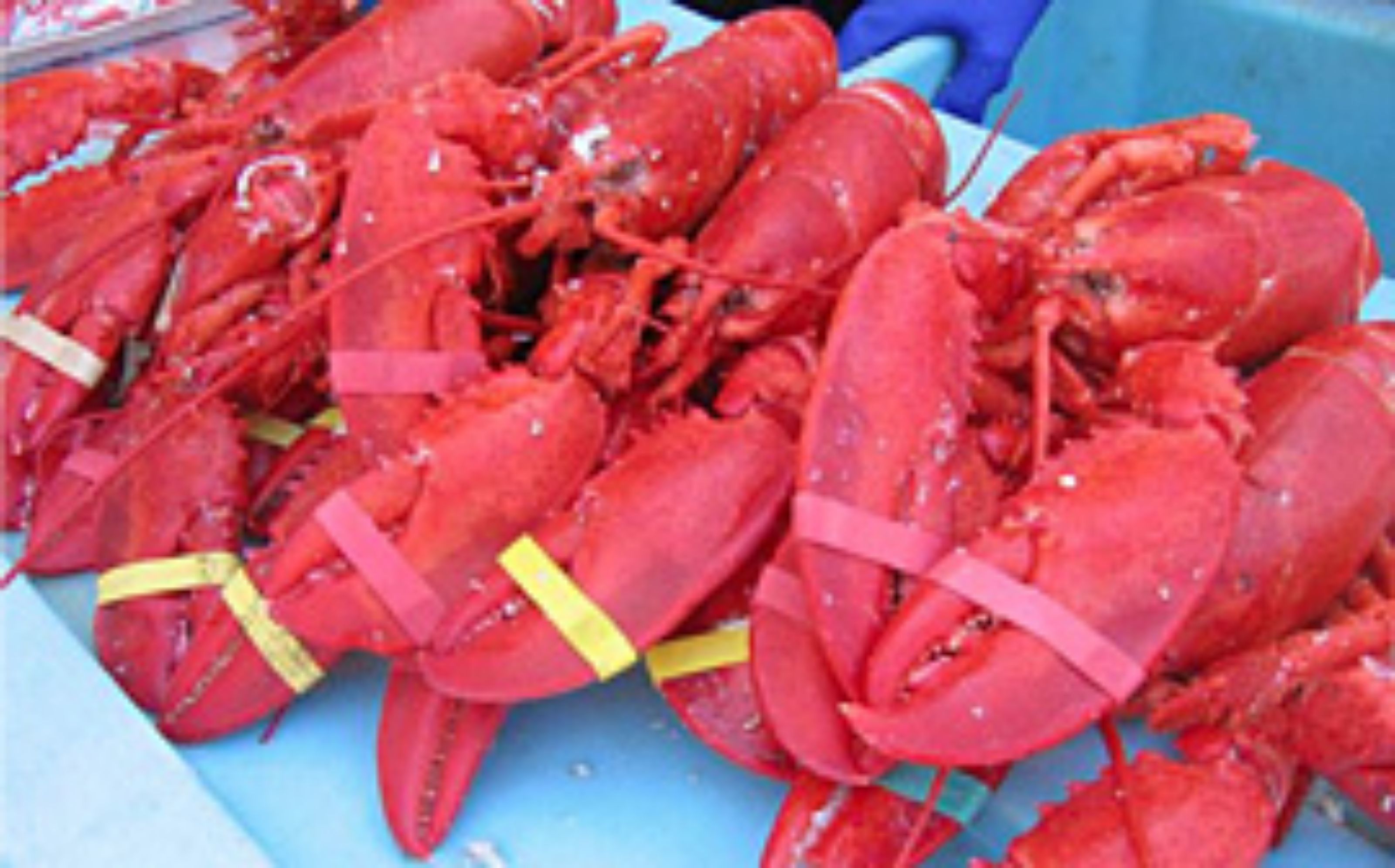 A pile of red lobsters with yellow bands, likely indicating they are ready for sale.