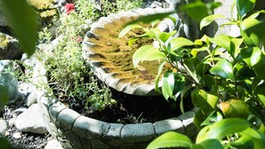 A garden with a stone fountain, a wooden trough, and various plants. - Burswood Guest House (York)