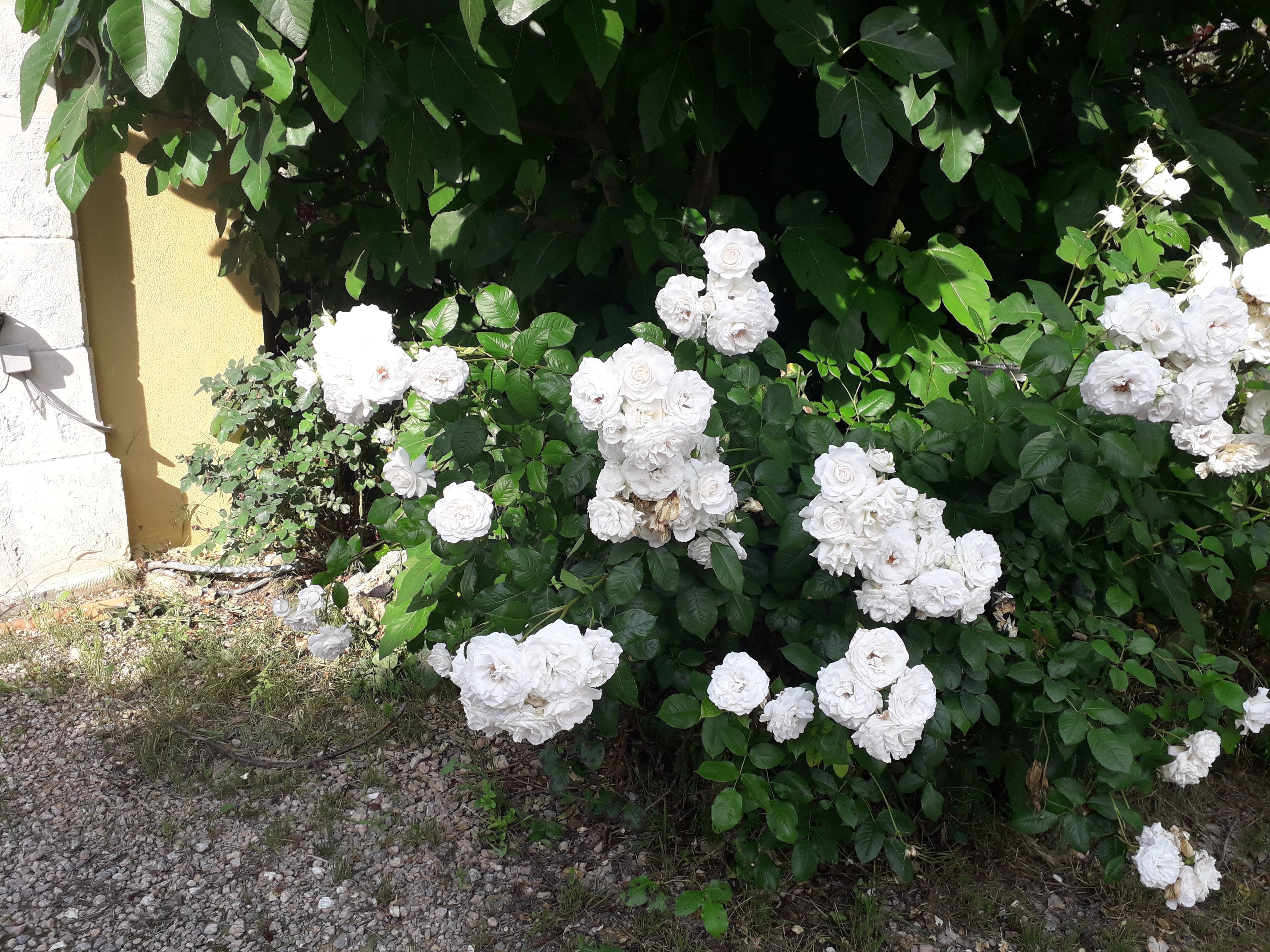 Een tuin met witte rozen en groene begroeiing.